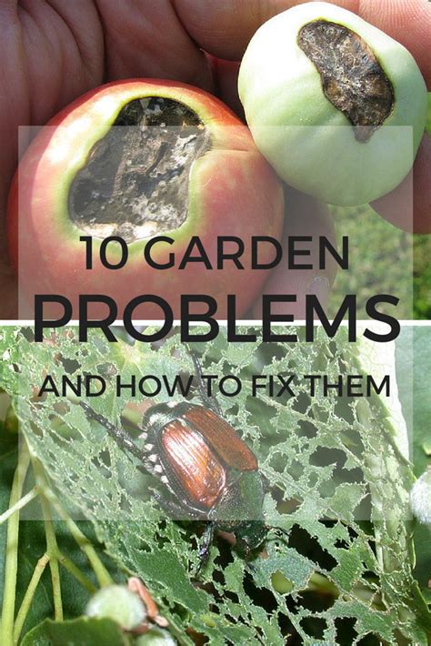 10 Common Garden Problems And How To Fix Them Garden Problems