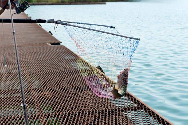 A Fisherman Catches Fish On A Trout Farm With A Spinning Rod And Picks