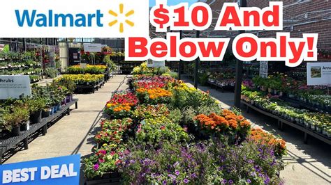 New Walmart Plants 10 00 And Below Only 05 31 24 Walmart Garden