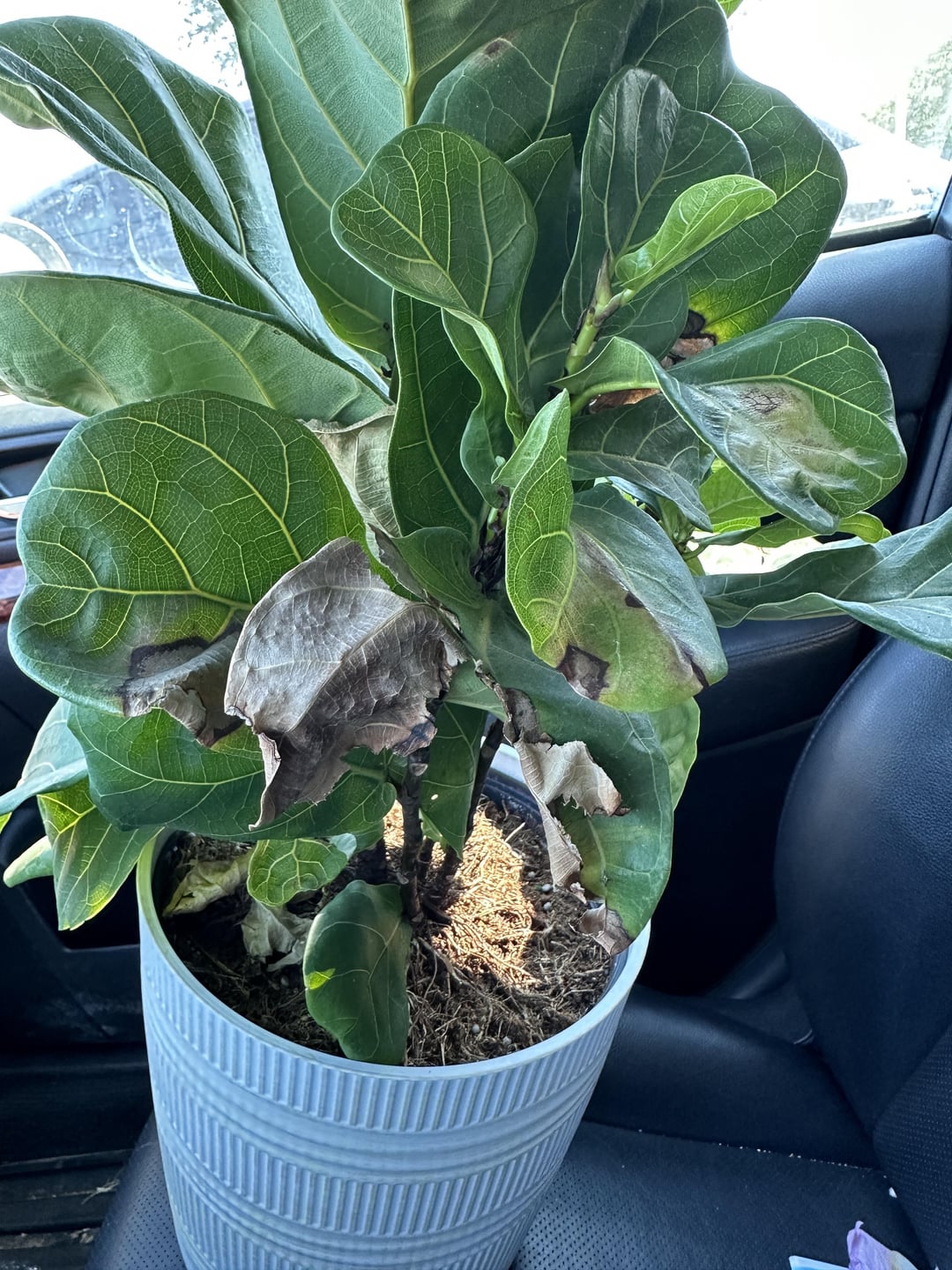 Saved Fig From Walmart Tips R Plantclinic