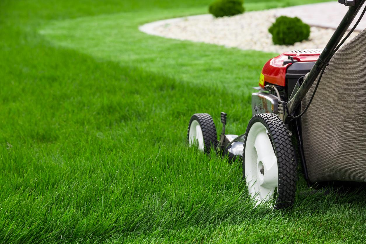 Seven Lawn Care Tips Lawn Maintenance Bbc Gardeners World Magazine