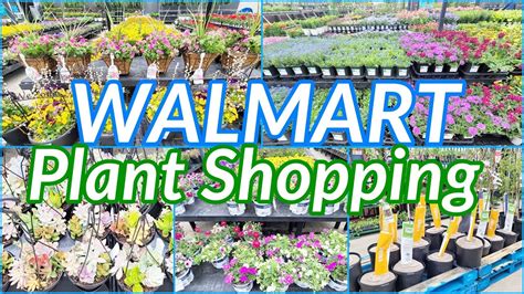 Walmart Plant Shopping Annuals Perennials Houseplants Trees Walmart